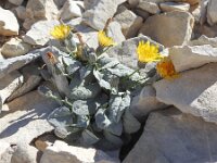 Crepis pygmaea 10, Saxifraga-Harry Jans