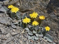 Crepis pygmaea 11, Saxifraga-Harry Jans