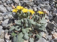Crepis pygmaea 9, Saxifraga-Harry Jans