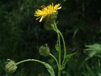 Crepis pyrenaica