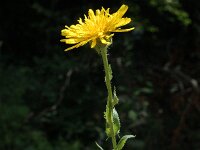 Crepis pyrenaica 2, Saxifraga-Marijke Verhagen
