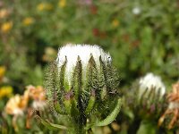 Crepis pyrenaica 3, Saxifraga-Jasenka Topic