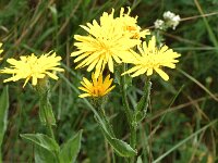 Crepis pyrenaica 4, Saxifraga-Jan van der Straaten