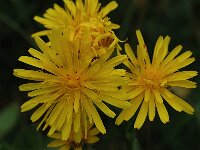 Crepis pyrenaica 5, Saxifraga-Jan van der Straaten
