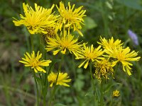 Crepis pyrenaica 6, Saxifraga-Willem van Kruijsbergen