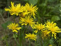 Crepis pyrenaica 7, Saxifraga-Willem van Kruijsbergen