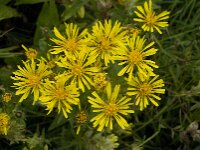 Crepis pyrenaica 8, Saxifraga-Willem van Kruijsbergen