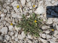 Crepis rhoeadifolia