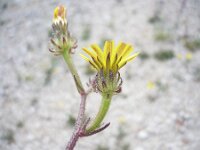 Crepis rhoeadifolia 2, Saxifraga-Jasenka Topic