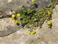 Crepis sancta