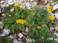 Crepis sancta 10, Saxifraga-Ed Stikvoort