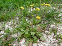 Crepis sancta 11, Saxifraga-Rutger Barendse