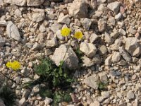 Crepis sancta 2, Saxifraga-Jasenka Topic
