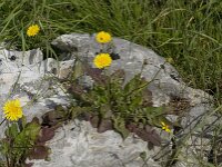 Crepis sancta 4, Saxifraga-Willem van Kruijsbergen