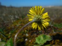 Crepis sancta 6, Saxifraga-Ed Stikvoort