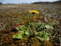 Crepis sancta 7, Saxifraga-Ed Stikvoort