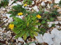 Crepis sancta 9, Saxifraga-Ed Stikvoort