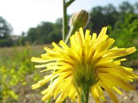 Crepis setosa, Bristly Hawks-beard
