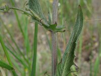 Crepis setosa 2, Borstelstreepzaad, Saxifraga-Rutger Barendse