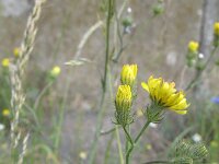 Crepis setosa 3, Borstelstreepzaad, Saxifraga-Rutger Barendse