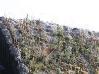 Crepis tectorum 11, Smal streepzaad, Saxifraga-Rutger Barendse