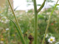 Crepis tectorum 3, Smal streepzaad, Saxifraga-Rutger Barendse