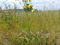 Crepis tectorum 7, Smal streepzaad, Saxifraga-Rutger Barendse