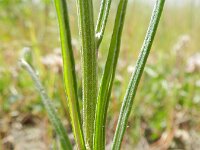 Crepis tectorum 8, Smal streepzaad, Saxifraga-Rutger Barendse