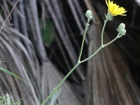 Crepis triasii