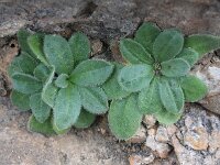 Crepis triasii 2, Saxifraga-Rutger Barendse