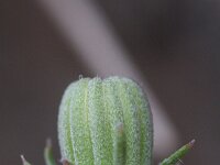 Crepis triasii 3, Saxifraga-Rutger Barendse