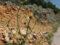 Crepis zacintha