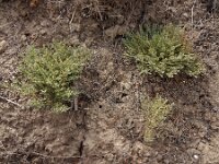 Cressa cretica 2, Saxifraga-Ed Stikvoort