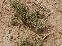Cressa cretica 4, Saxifraga-Ed Stikvoort