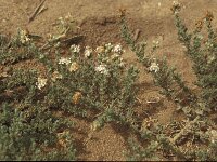 Cressa cretica 6, Saxifraga-Inigo Sanchez