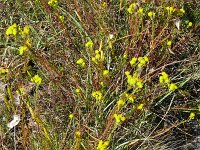 Crinitaria linosyris