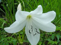 Crinum moorei 4, Saxifraga-Ed Stikvoort