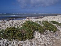 Crithmum maritimum, Rock Samphire