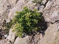 Crithmum maritimum 10, Zeevenkel, Saxifraga-Peter Meininger