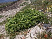 Crithmum maritimum 11, Zeevenkel, Saxifraga-Peter Meininger