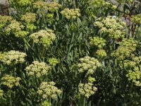 Crithmum maritimum 12, Zeevenkel, Saxifraga-Peter Meininger