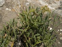 Crithmum maritimum 13, Zeevenkel, Saxifraga-Willem van Kruijsbergen