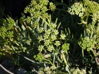 Crithmum maritimum 14, Zeevenkel, Saxifraga-Jasenka Topic