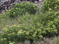 Crithmum maritimum 15, Zeevenkel, Saxifraga-Peter Meininger