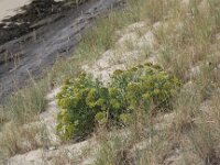 Crithmum maritimum 16, Zeevenkel, Saxifraga-Peter Meininger