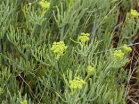 Crithmum maritimum 17, Zeevenkel, Saxifraga-Peter Meininger