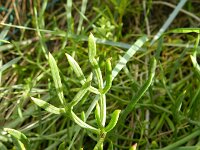 Crithmum maritimum 18, Zeevenkel, Saxifraga-Rutger Barendse