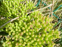 Crithmum maritimum 19, Zeevenkel, Saxifraga-Rutger Barendse