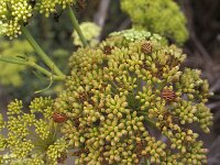 Crithmum maritimum 2, Zeevenkel, Saxifraga-Piet Zomerdijk