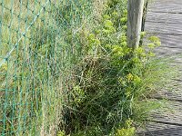Crithmum maritimum 20, Zeevenkel, Saxifraga-Rutger Barendse